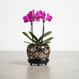 Designer Iron Pots with Tray