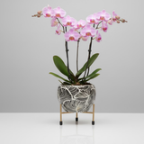 Monsoon Wave Steel Pot