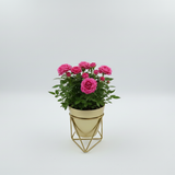 Gold GeoFrame Planter