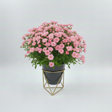 Charcoal GeoFrame Planter