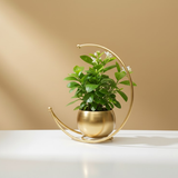 Steel Crescent Moon Planter