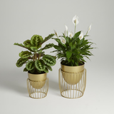 Gold Nest Steel Cage Planters (Set of 2)