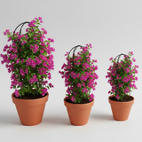 Premium Iron Plant Supporter Set – Triple Size Collection