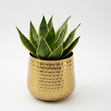 Hammered Gold Steel Planter