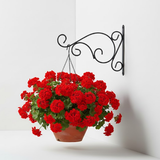 Curved Scroll Wall Hanger