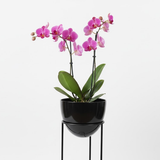 Premium Egg Shaped Steel Planters – Set of 3 with Tall Stands