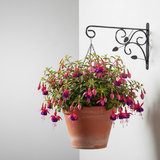 Leaf Scroll Steel Wall Hanger