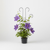 Premium Steel Big Plant Stake