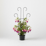 Premium Steel Big Plant Stake