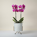 Elegant Iron Pots with Stand