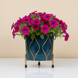 Contemporary Print Metal Pots with Stand