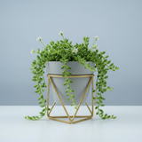 Elegant Steel Pot with Gold Stand planters