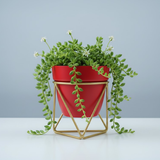 Elegant Steel Pot with Gold Stand planters