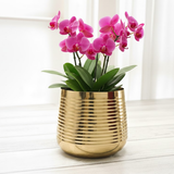 Gold Steel Decorative Metal Planter