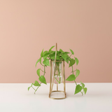 Golden Rings Modern Glass Tube Planter