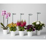 High-Quality Steel Plant Support Stakes – Pack of 6