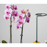 High-Quality Steel Plant Support Stakes – Pack of 6