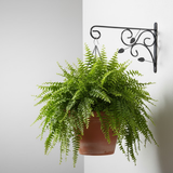 Elegant Vine Steel Wall Hanger