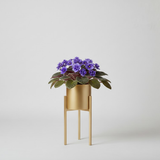 Elegant Gold Steel Plant Stand Set