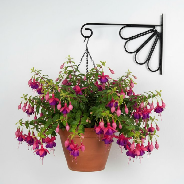 Floral Fan Steel Wall Hanger