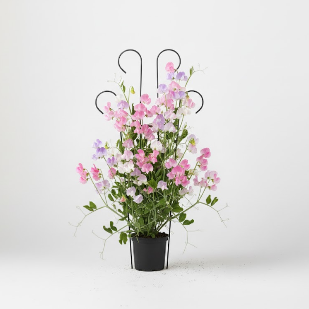 Premium Steel Big Plant Stake