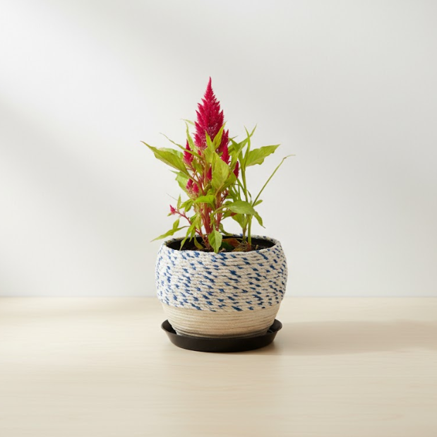 Macramé Wrapped Steel Pots Collection