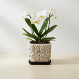 Macramé Wrapped Steel Pots Collection